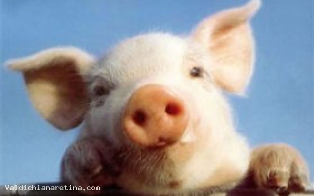 Sagra della Porchetta